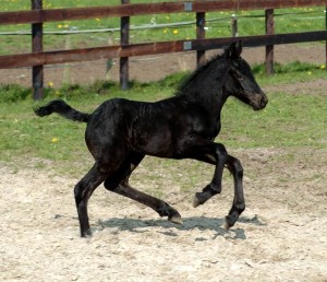 Obrazek