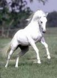 Obrazek