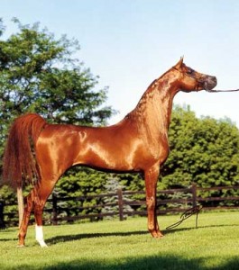 Obrazek
