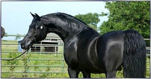 Obrazek