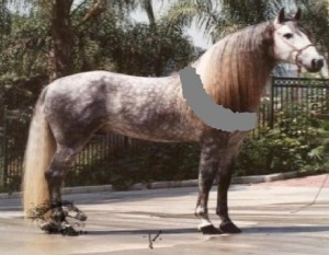 Obrazek