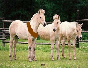Obrazek